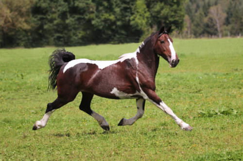 1097