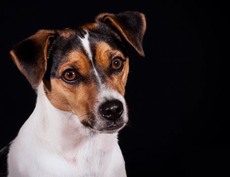 tiere-im-fotostudio-123