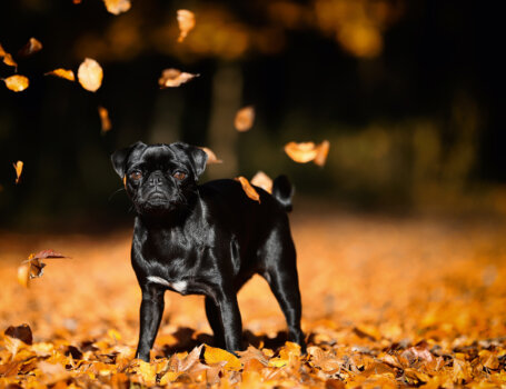 tierfotografie-38