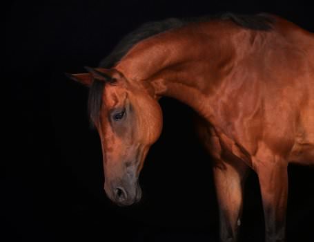tiere-im-fotostudio-133