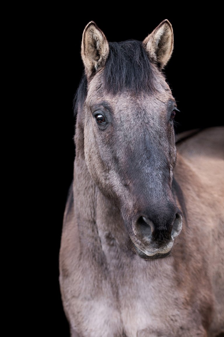 Cajuga, 30 Jahre (Mustang)