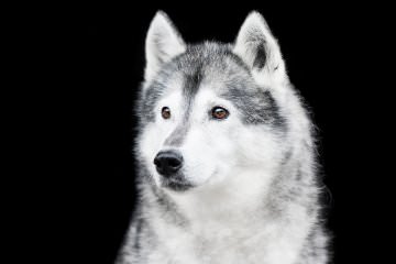Lumpi, 14 Jahre (Sibirischer Husky)