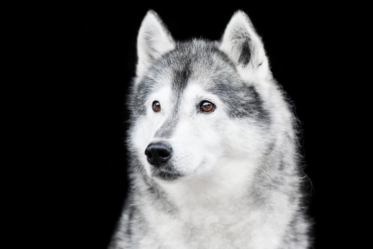 Lumpi, 14 Jahre (Sibirischer Husky)