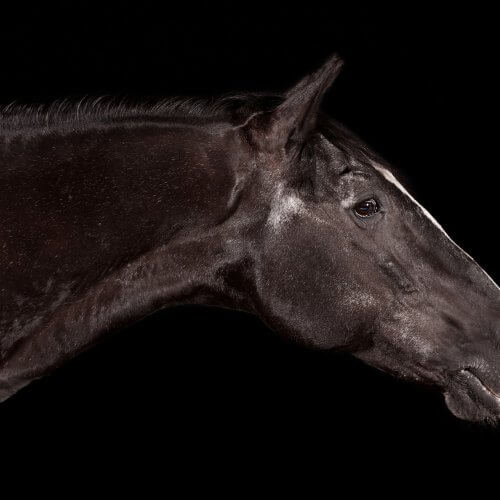 Pirat, 25 Jahre (Lipizzaner)