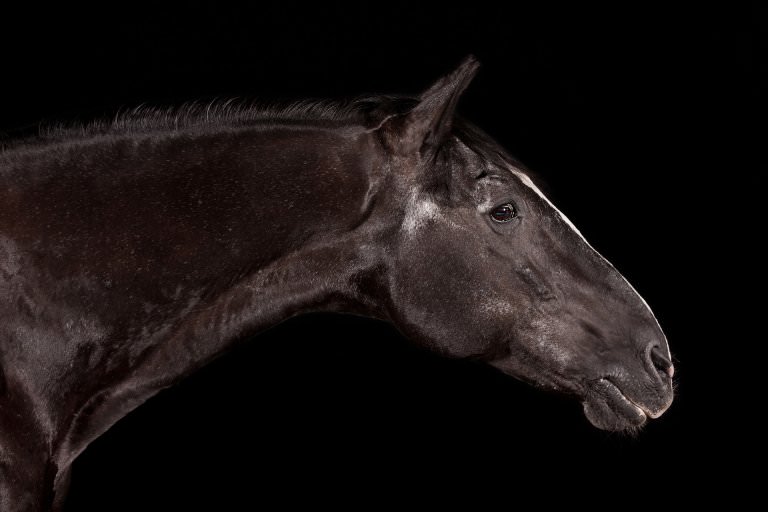 Pirat, 25 Jahre (Lipizzaner)