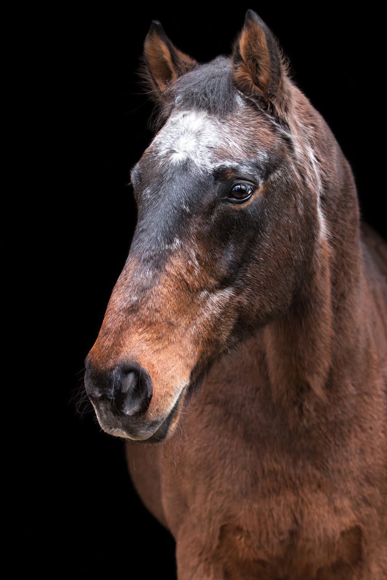 Romulus, 23 Jahre (Bayerisches Warmblut)